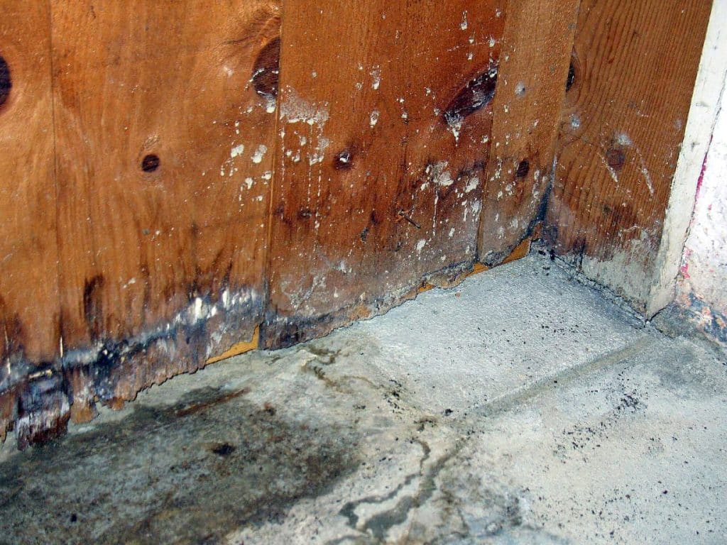 mold-remediation-youngstown-oh-ohio-state-waterproofing-3