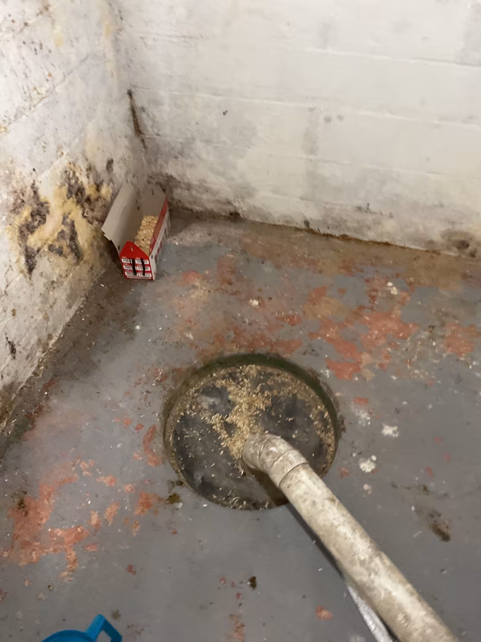 Musty smell in home caused by basement moisture around floor drain and mold buildup